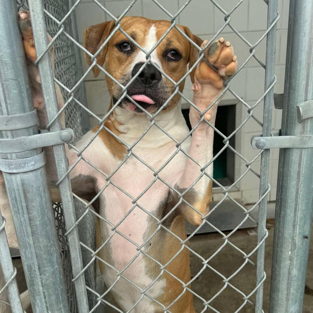 Riggs, a Adoptable Catahoula Leopard Dog in Halifax , NS image 6/6