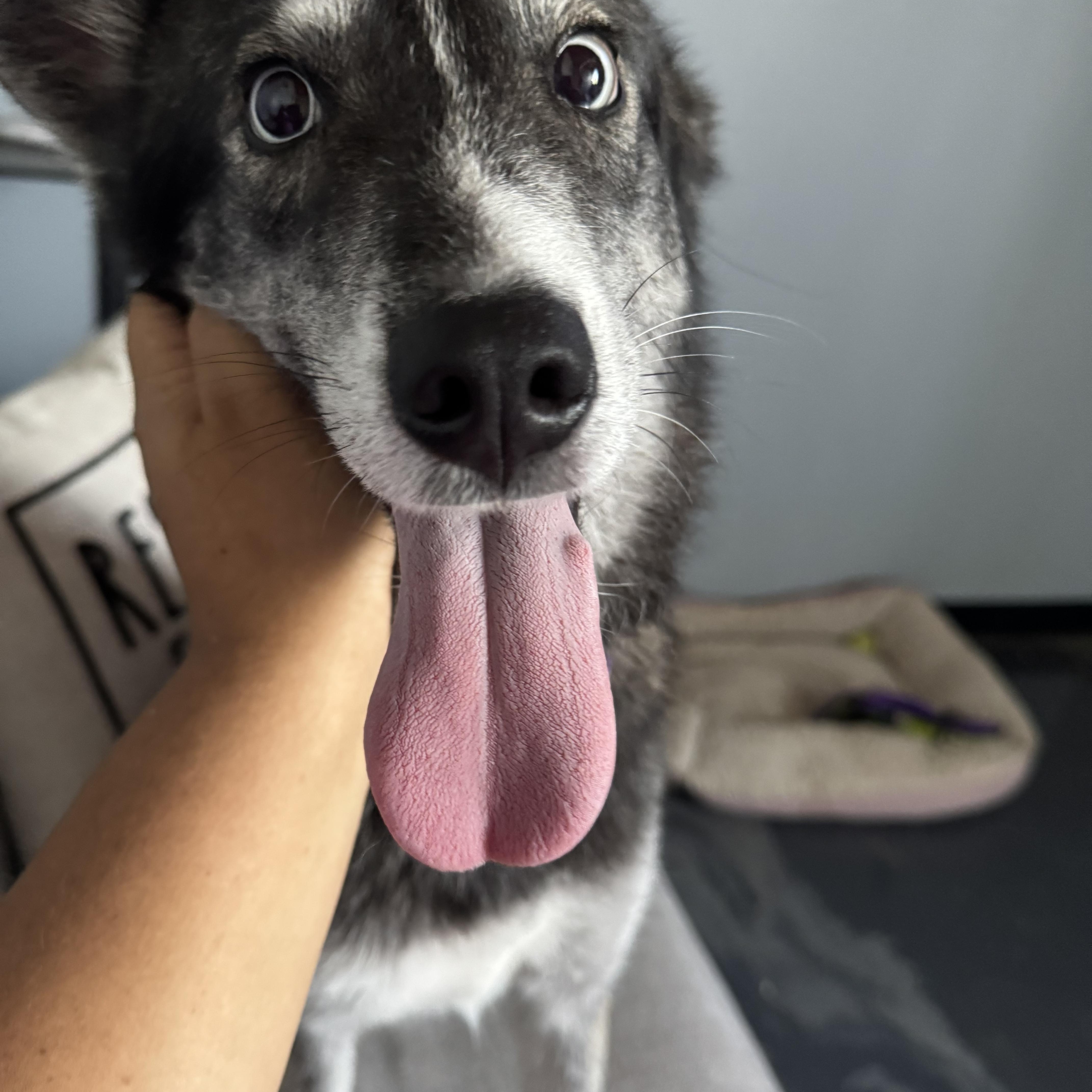 Foxy, Young Female Klee Kai
