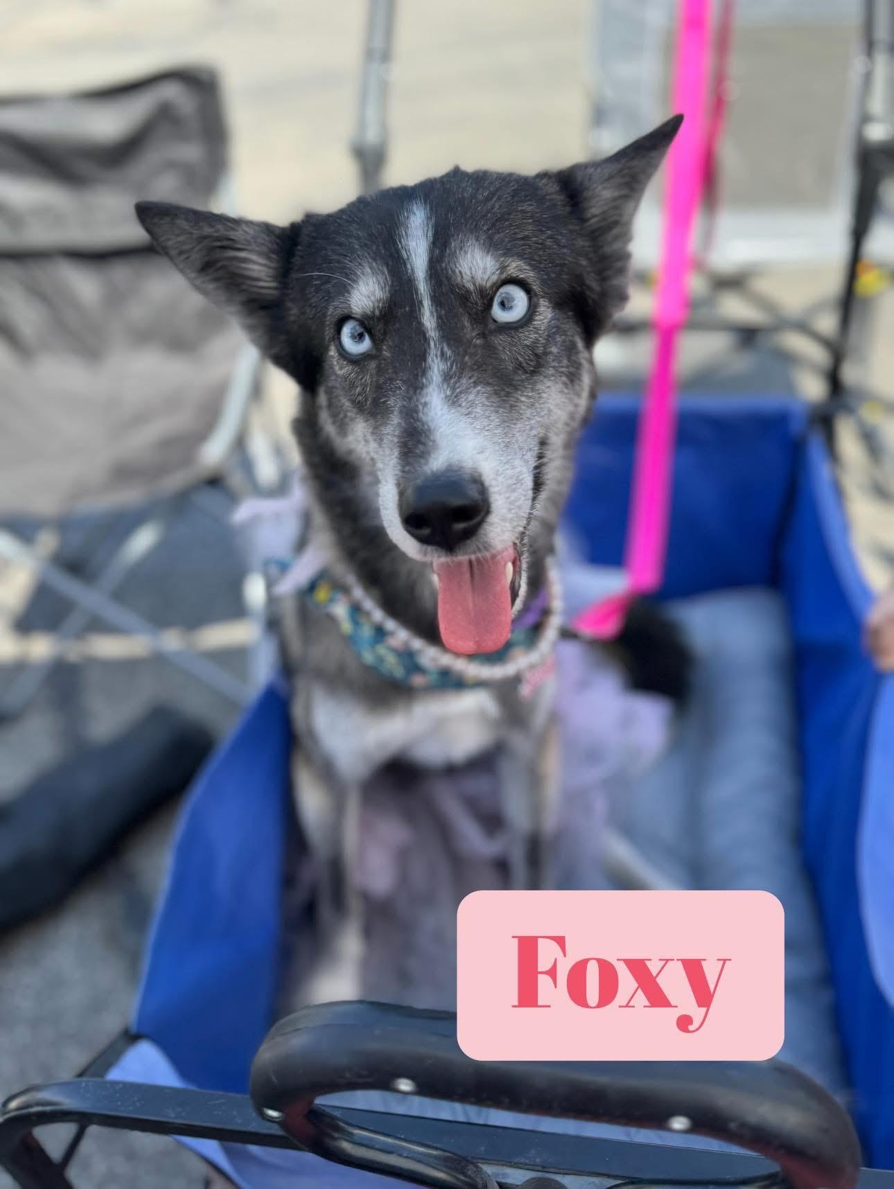 Foxy photo 5
