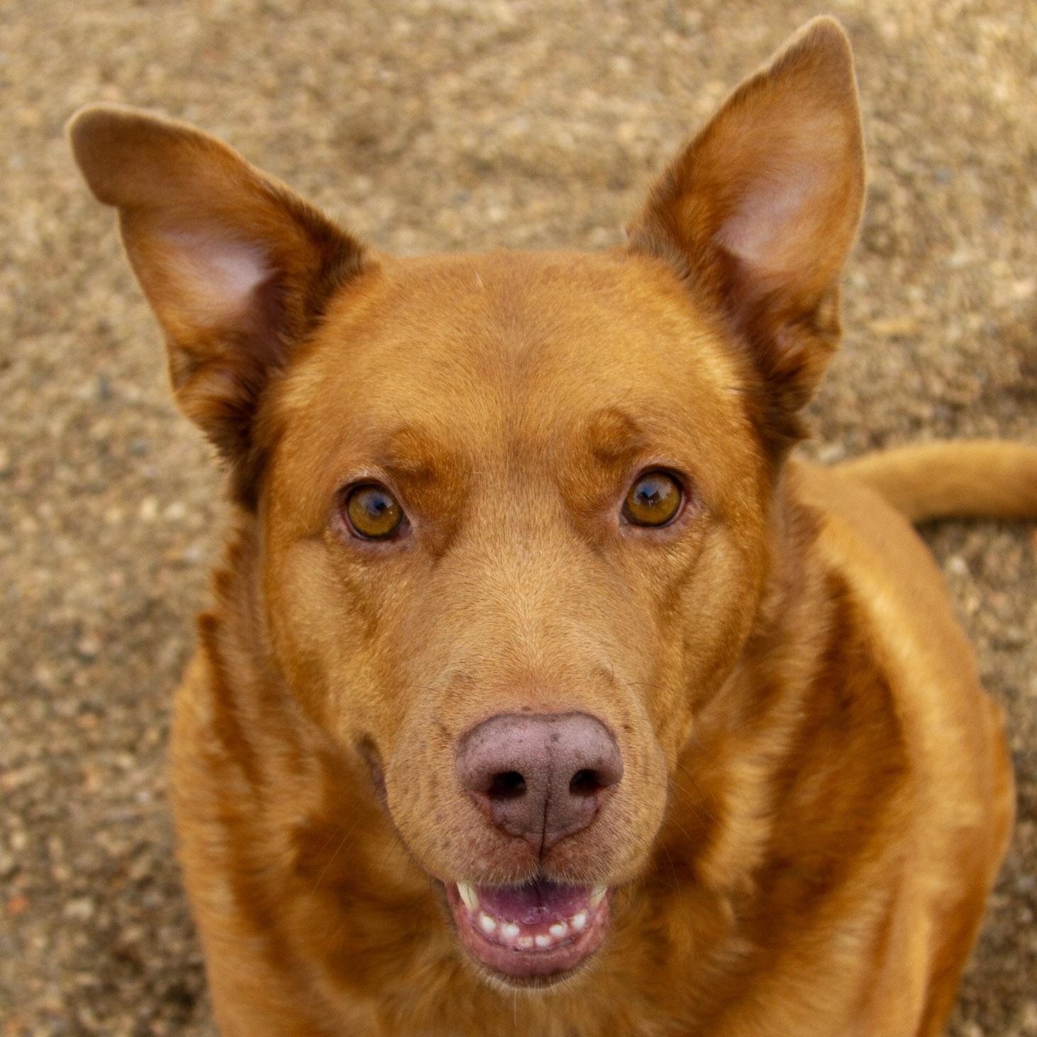 Cher, adoptable, Adult Female Mixed Breed.