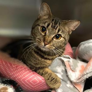 Enlarge SPEARMINT, an adoptable Domestic Short Hair in Graham, WA image 3/6