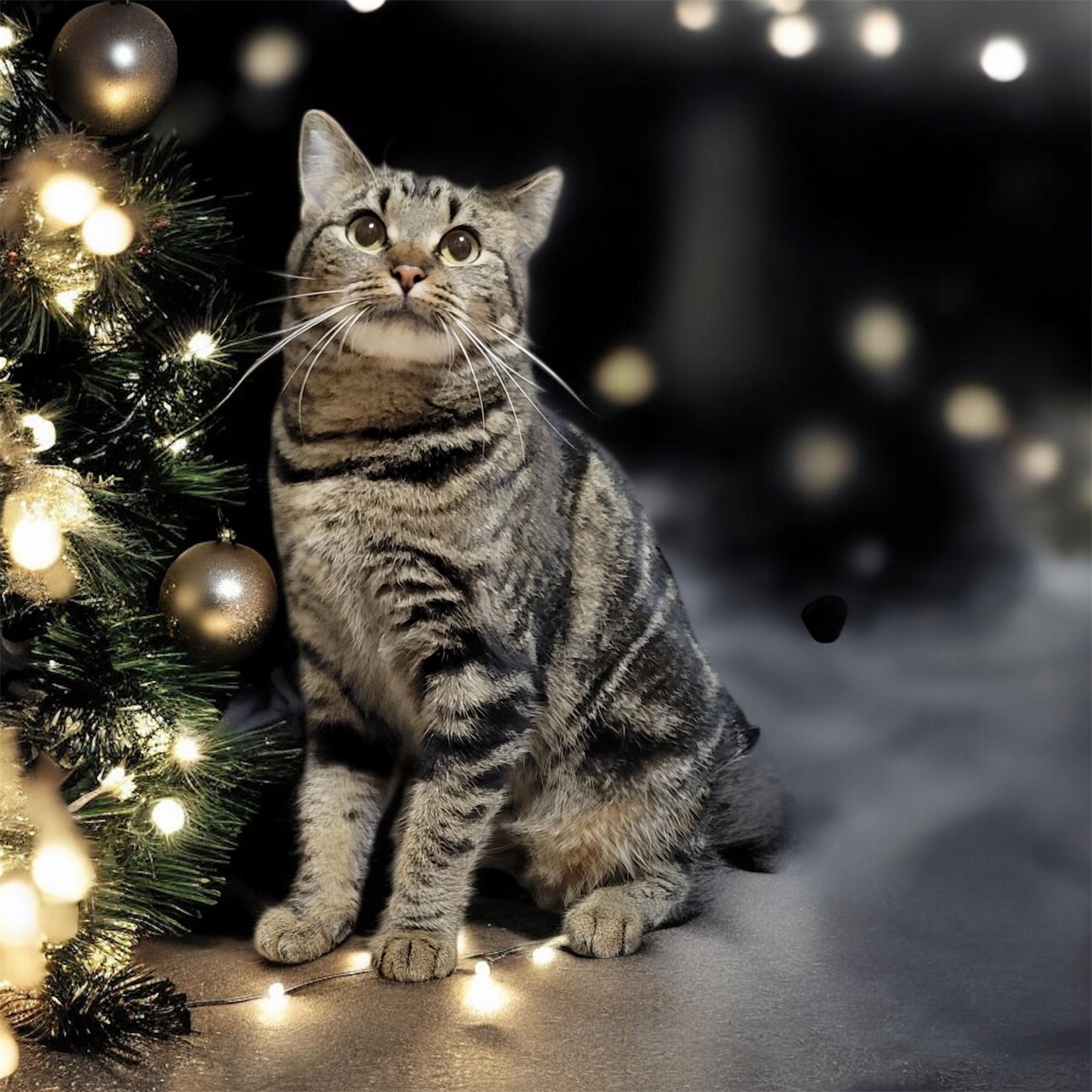 SPEARMINT, adoptable, Adult Female Domestic Short Hair.