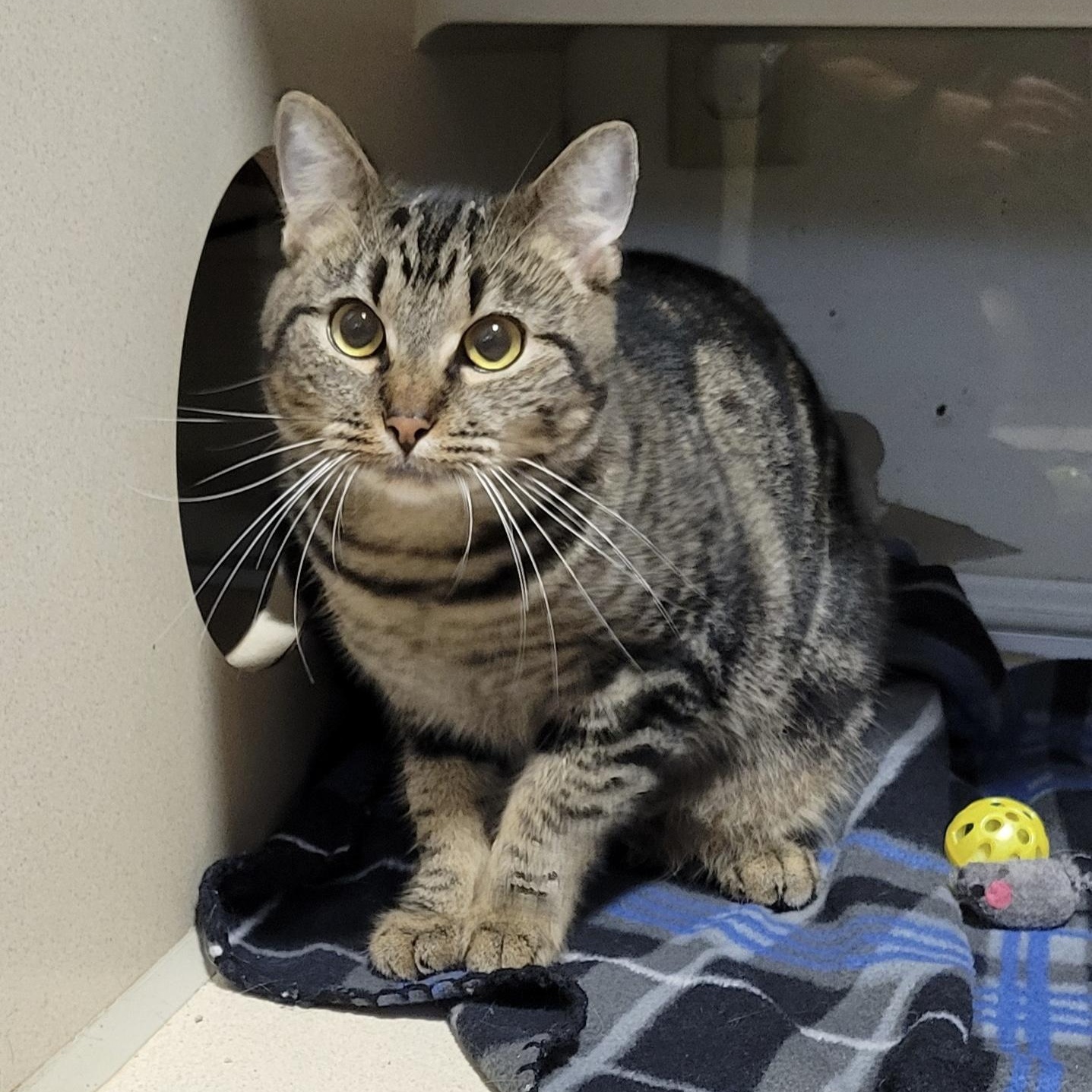 Enlarge SPEARMINT, an adoptable Domestic Short Hair in Graham, WA image 2/4