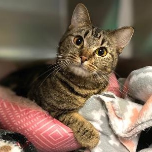 SPEARMINT, adoptable, Adult Female Domestic Short Hair.