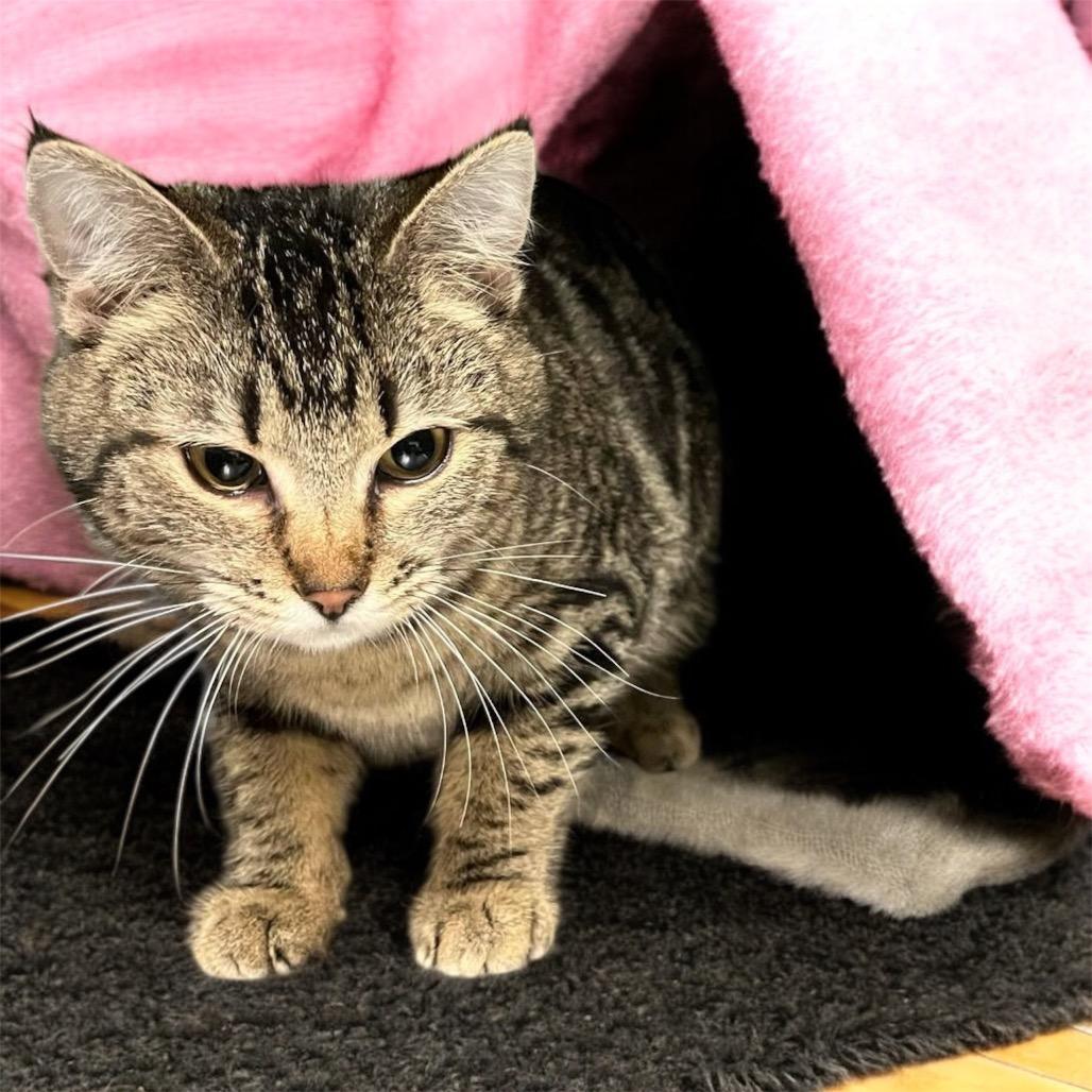 Enlarge SPEARMINT, an adoptable Domestic Short Hair in Graham, WA image 1/1