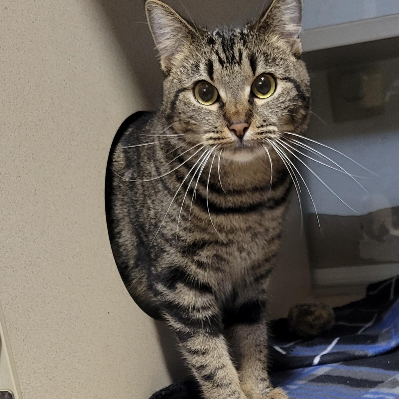 Enlarge SPEARMINT, an adoptable Domestic Short Hair in Graham, WA image 3/4