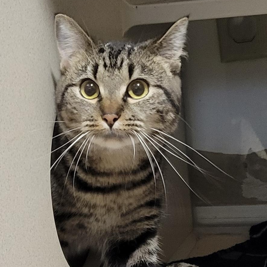 Enlarge SPEARMINT, an adoptable Domestic Short Hair in Graham, WA image 4/4