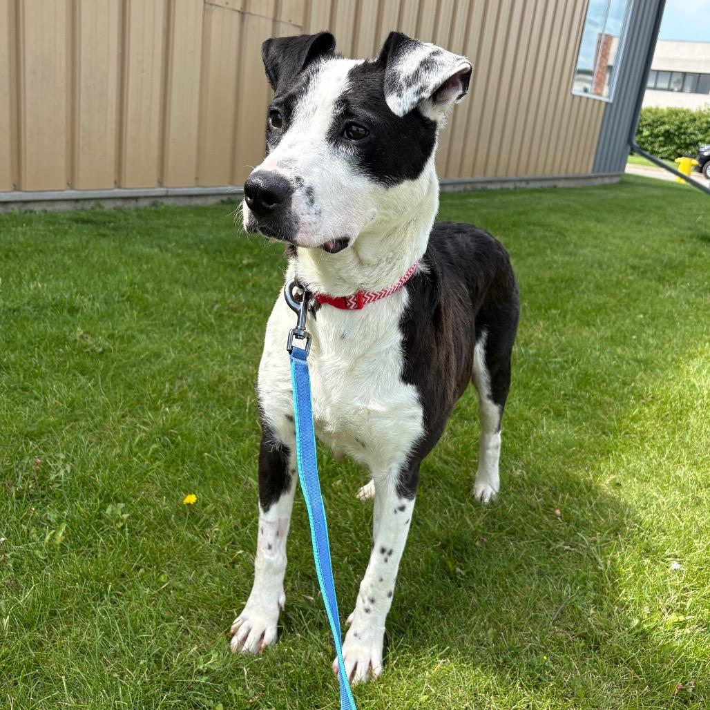 Luv Luv, Adoptable, Adult Female Pit Bull Terrier.