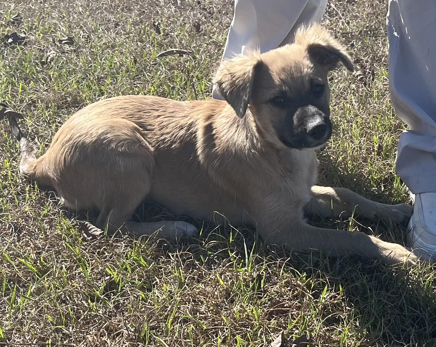 Poppy Bloom. (Loves everyone!!) VIDEO!, Adoptable, Puppy Female Shepherd.