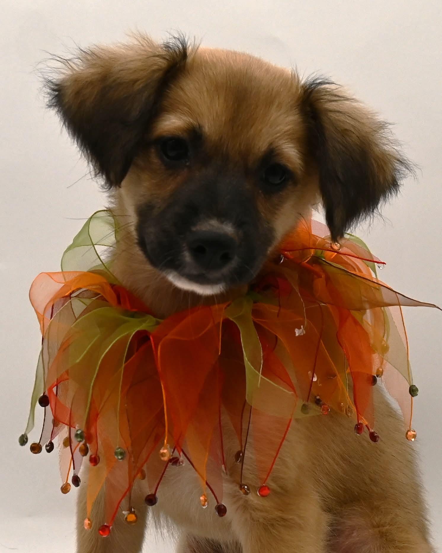Poppy Bloom. (Loves everyone!!) VIDEO!, a Adoptable Shepherd in Farmington, CT image 2/6