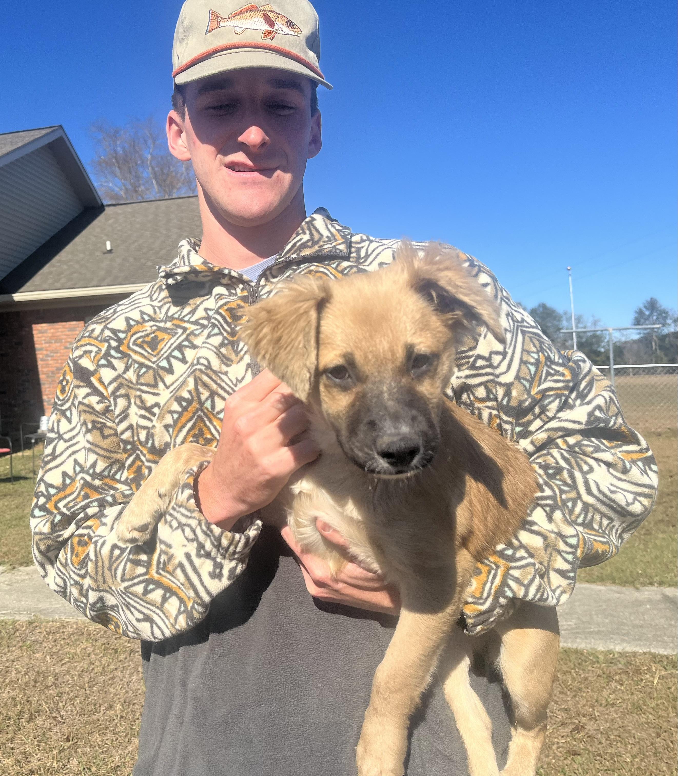 Poppy Bloom. (Loves everyone!!) VIDEO!, a Adoptable Shepherd in Farmington, CT image 3/6