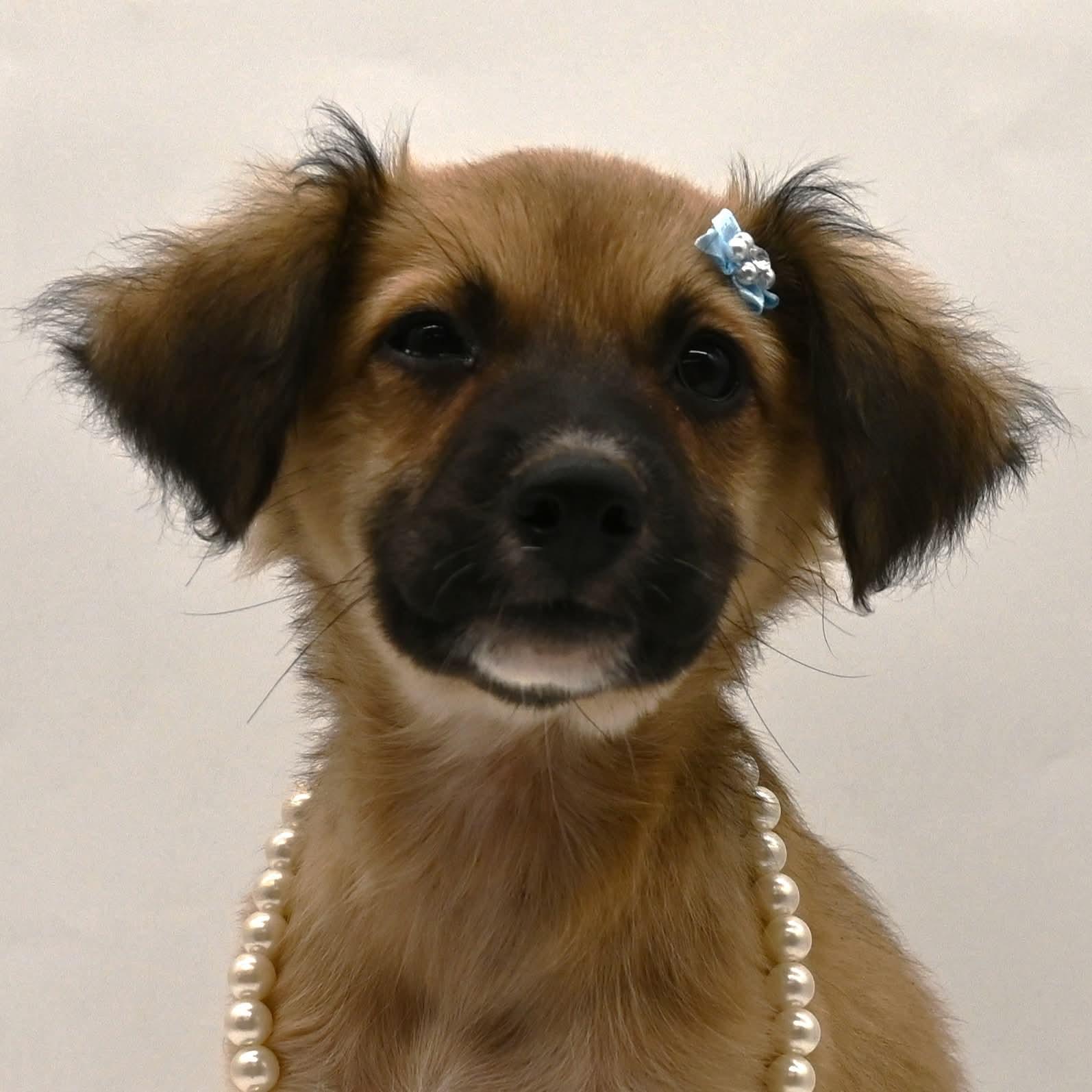 Poppy Bloom. (Loves everyone!!) VIDEO!, a Adoptable Shepherd in Farmington, CT image 4/6