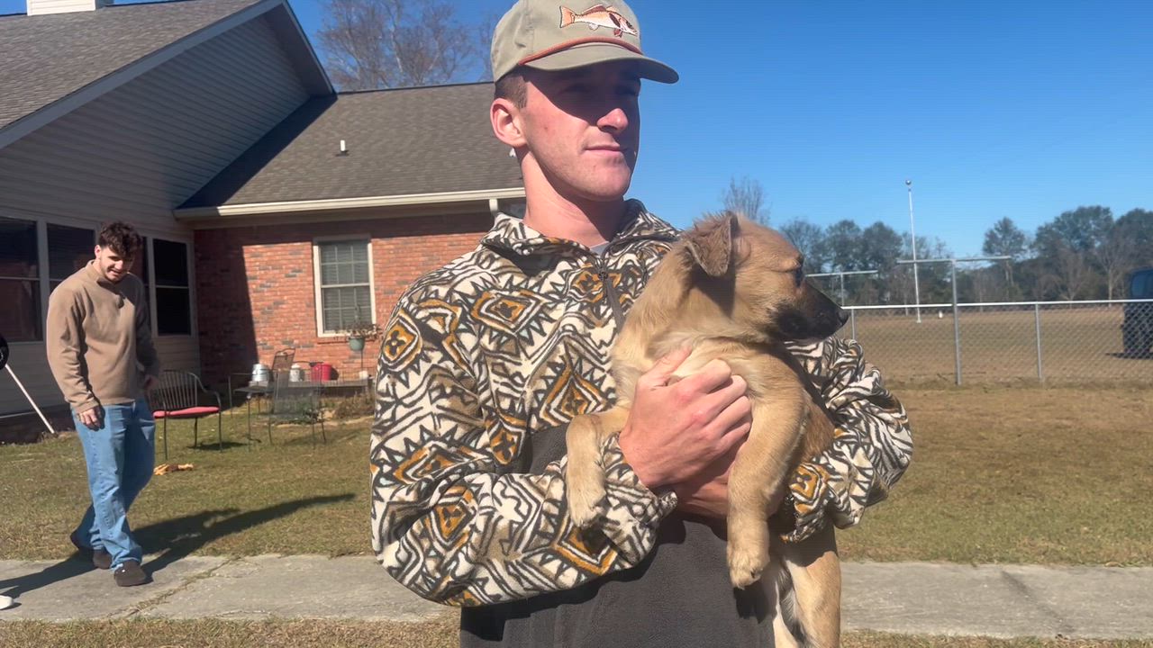 Enlarge Poppy Bloom. (Loves everyone!!) VIDEO!, a Adoptable Shepherd in Farmington, CT video 5/6