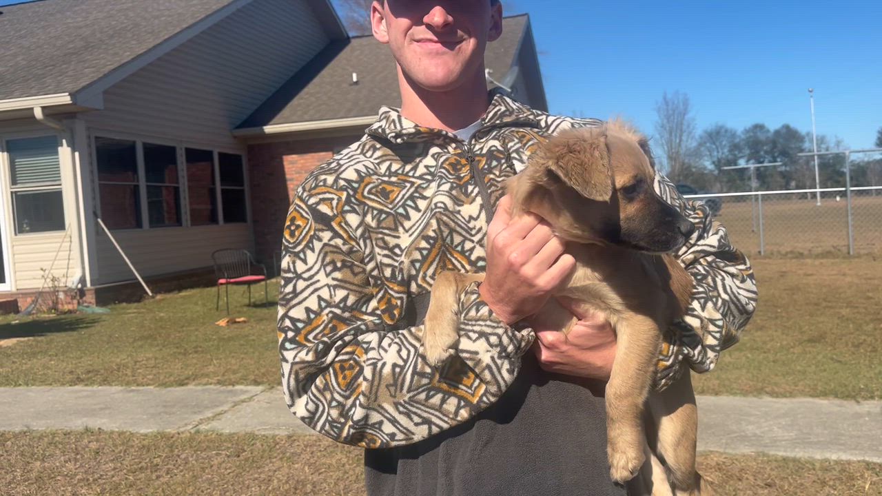 Enlarge Poppy Bloom. (Loves everyone!!) VIDEO!, a Adoptable Shepherd in Farmington, CT video 6/6