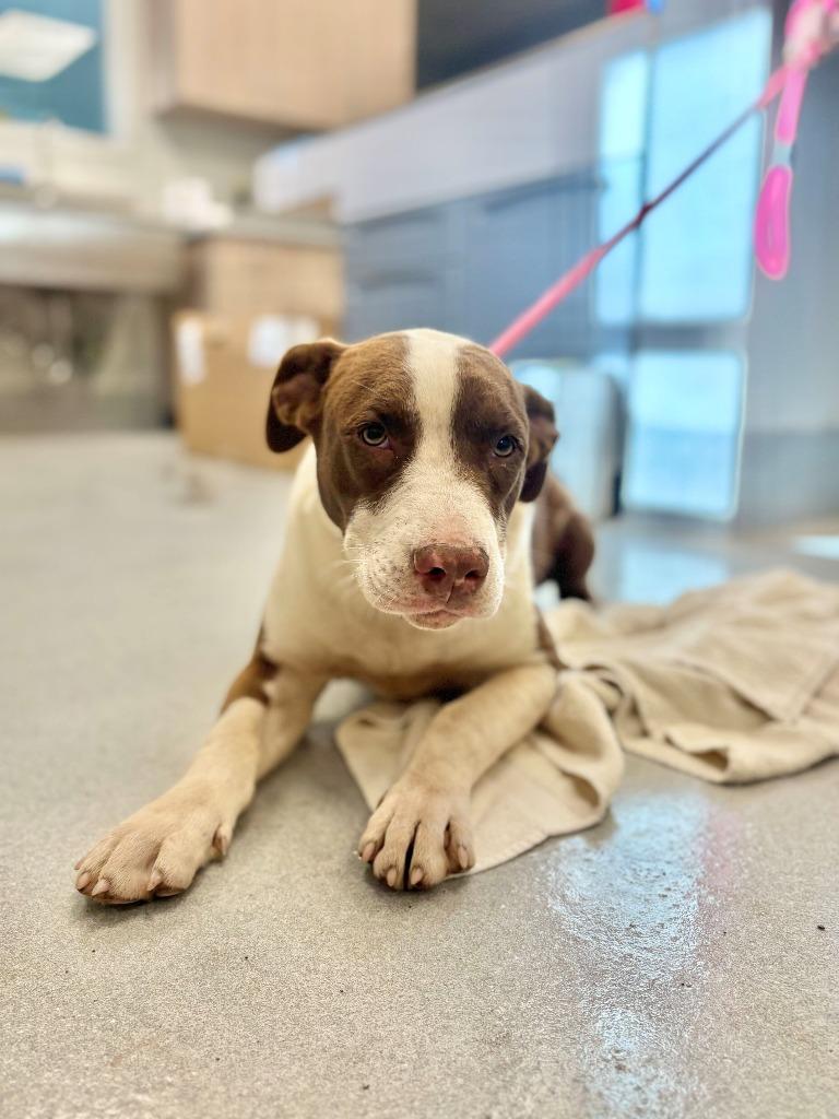 Spyro, Adoptable, Puppy Male Pit Bull Terrier & Mixed Breed.