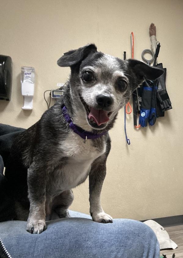 Cassie, a Adoptable mixed breed in Oceanside, CA image 1/4