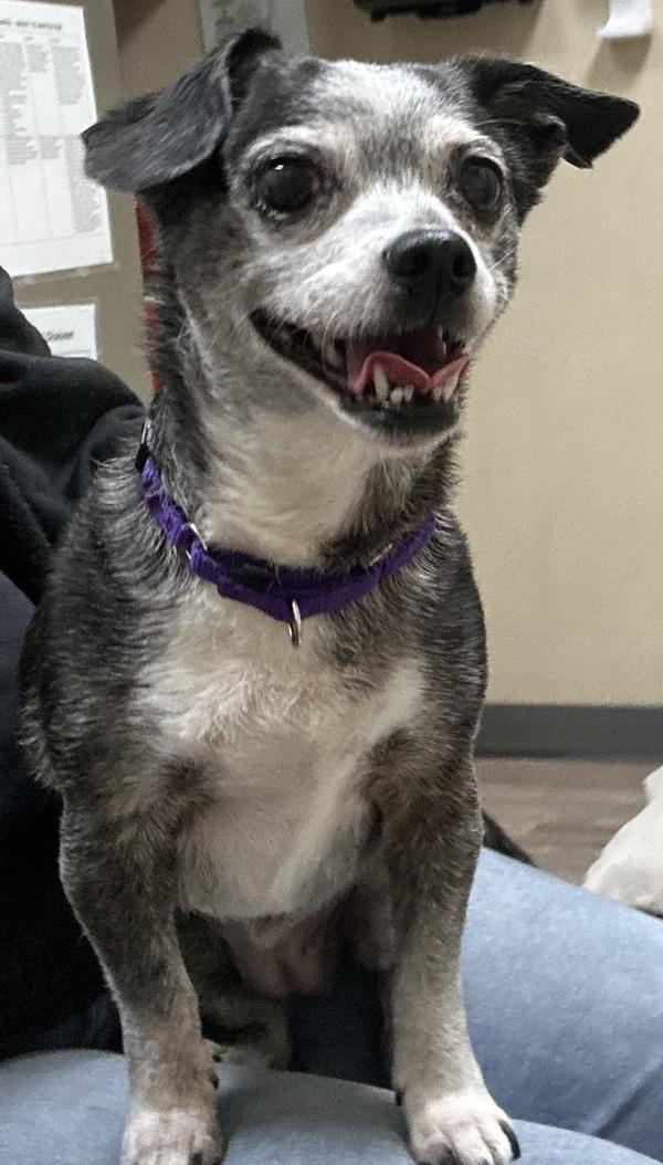 Cassie, a Adoptable mixed breed in Oceanside, CA image 2/4