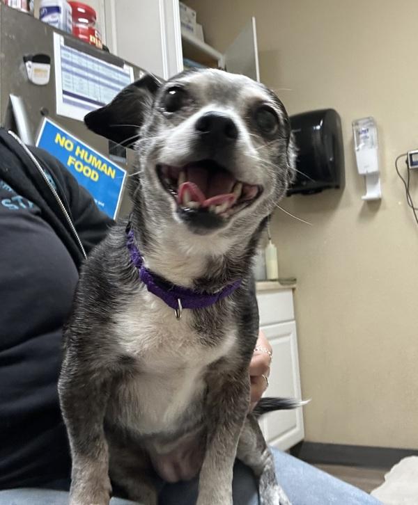 Cassie, a Adoptable mixed breed in Oceanside, CA image 3/4