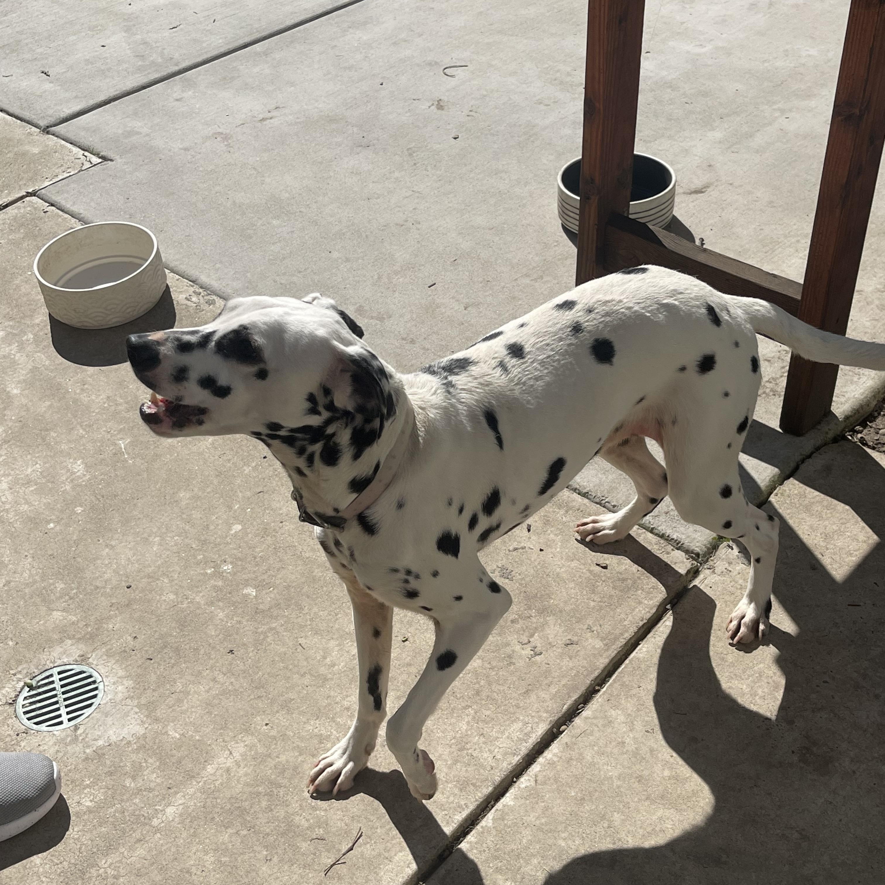 Enlarge Luna2-Stockton, CA   , a ADOPTABLE Dalmatian in San Diego, CA image 3/4