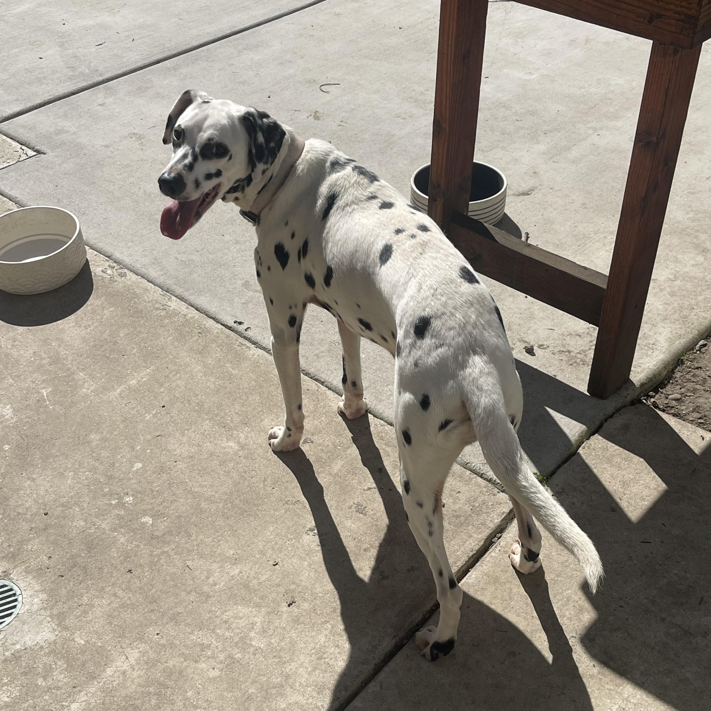 Enlarge Luna2-Stockton, CA   , a ADOPTABLE Dalmatian in San Diego, CA image 4/4