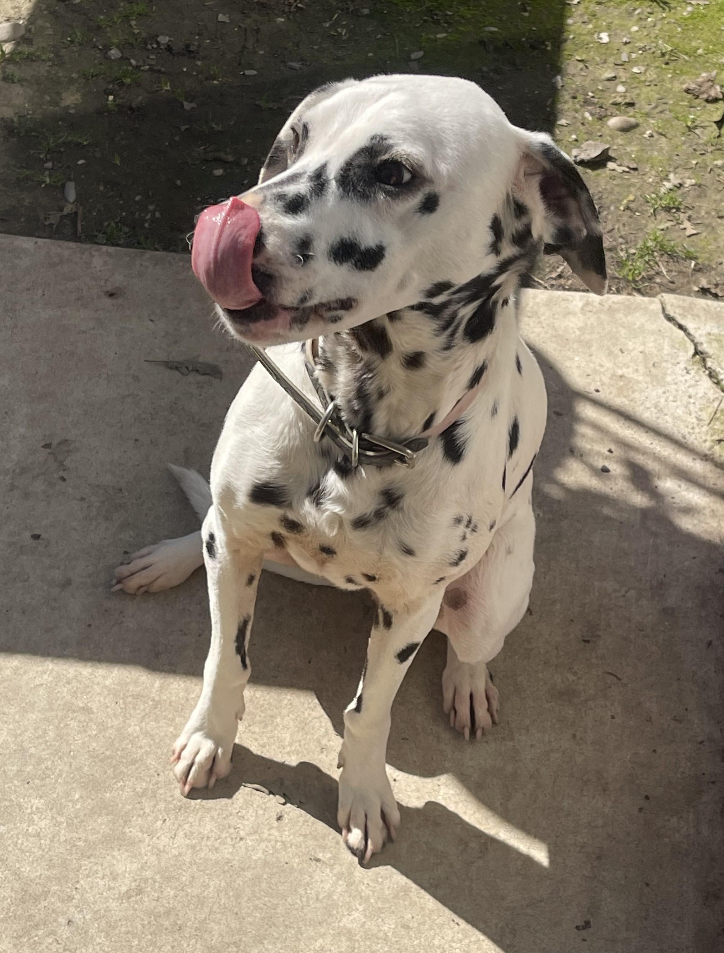 Enlarge Luna2-Stockton, CA   , a ADOPTABLE Dalmatian in San Diego, CA image 2/4