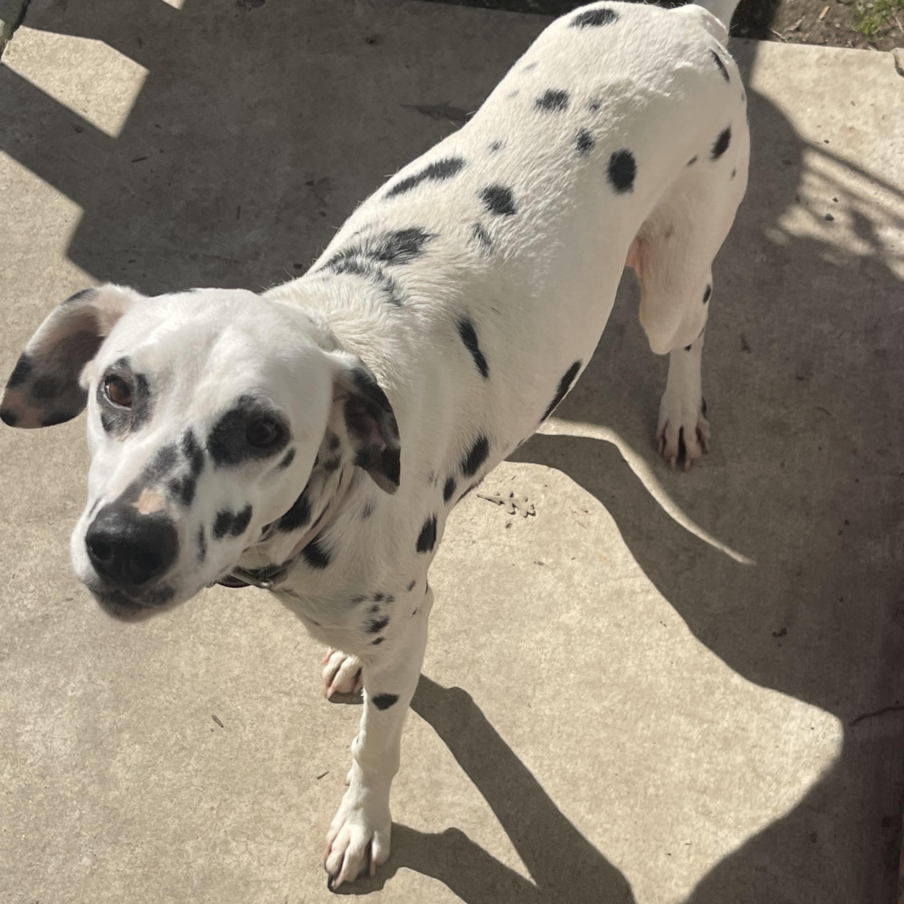 Luna2-Stockton, CA   , ADOPTABLE, Young Female Dalmatian.