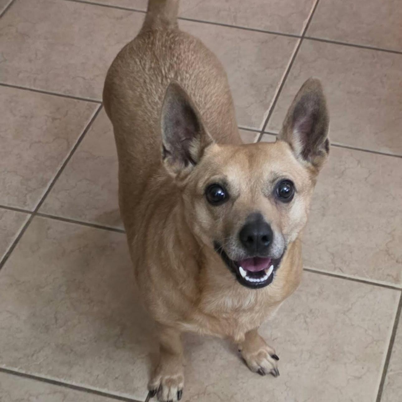 Enlarge 1648 Mia, a Adoptable mixed breed in Springfield, MO image 1/1