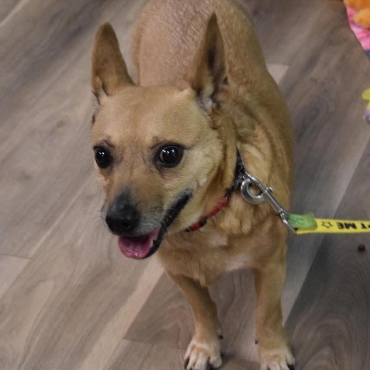 Enlarge 1648 Mia, a Adoptable mixed breed in Springfield, MO image 3/4