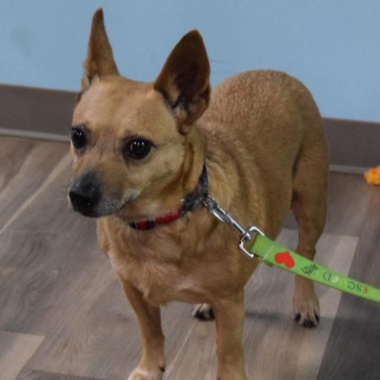 Enlarge 1648 Mia, a Adoptable mixed breed in Springfield, MO image 2/4