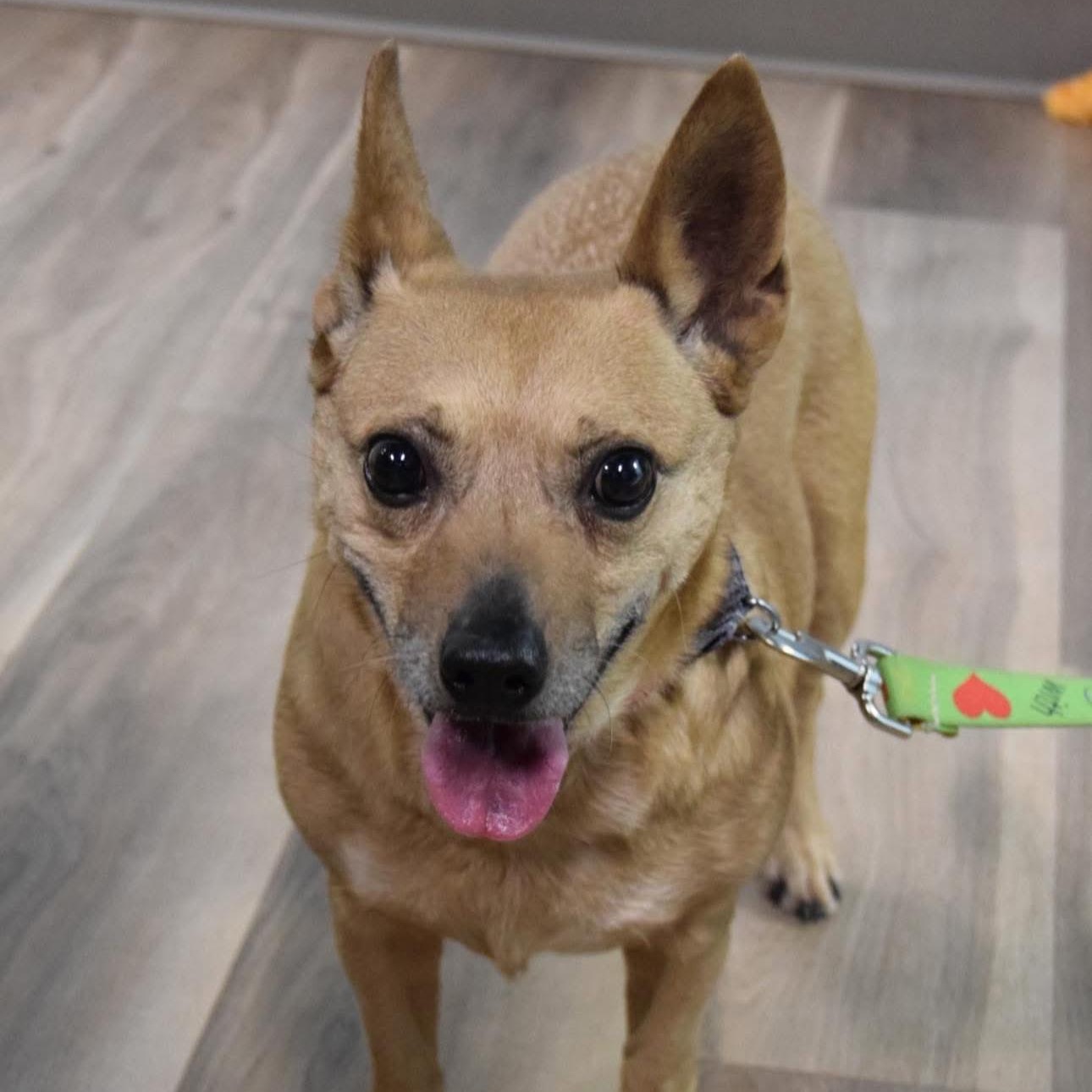 Enlarge 1648 Mia, a Adoptable mixed breed in Springfield, MO image 4/4