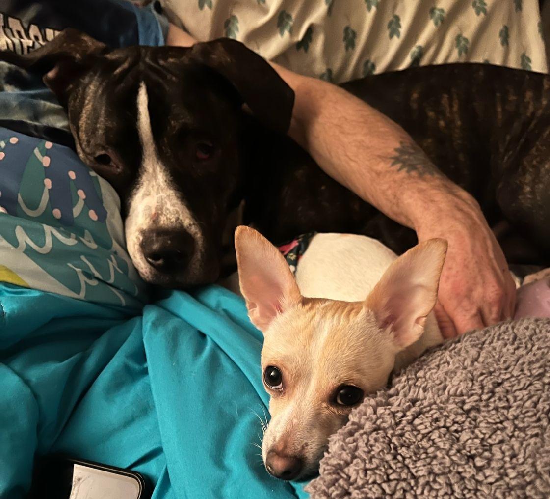 Enlarge Alejandro, a ADOPTABLE Chihuahua in East Hartford, CT image 4/5