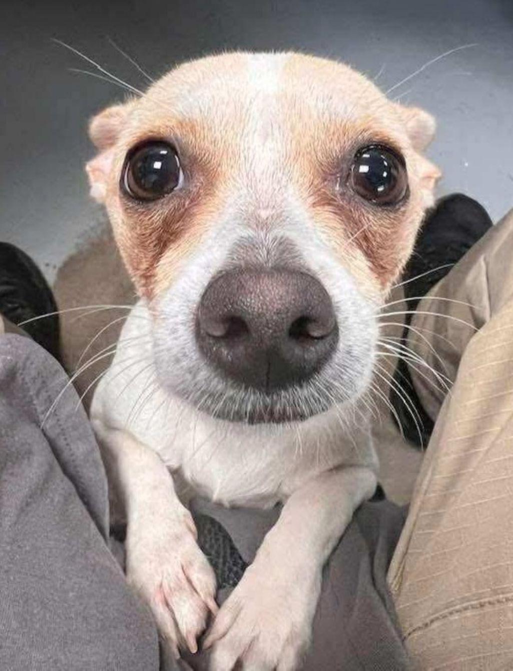 Enlarge Alejandro, a ADOPTABLE Chihuahua in East Hartford, CT image 2/5