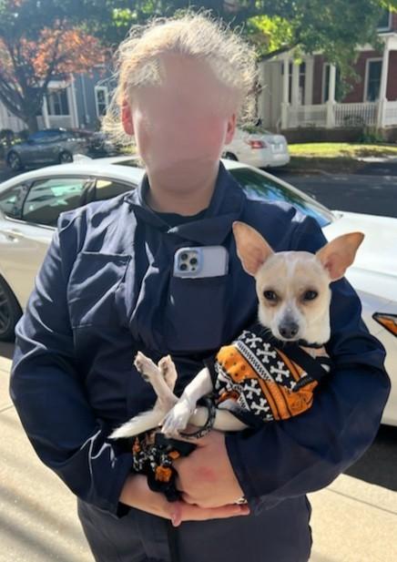 Enlarge Alejandro, a ADOPTABLE Chihuahua in East Hartford, CT image 5/5