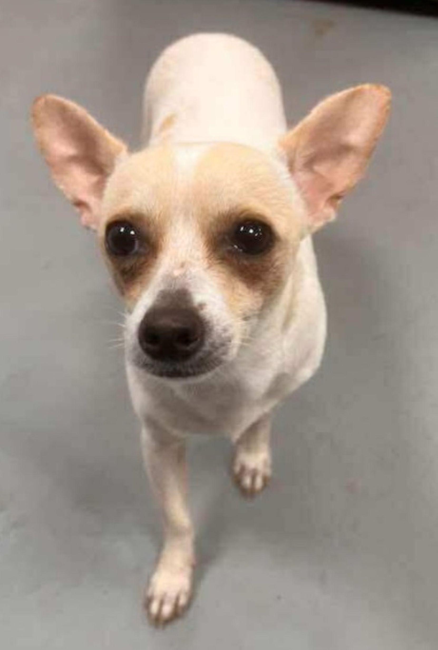 Enlarge Alejandro, a ADOPTABLE Chihuahua in East Hartford, CT image 1/5