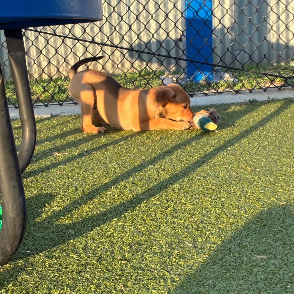 Boysenberry, Adoptable, Puppy Male Mixed Breed & Mixed Breed.