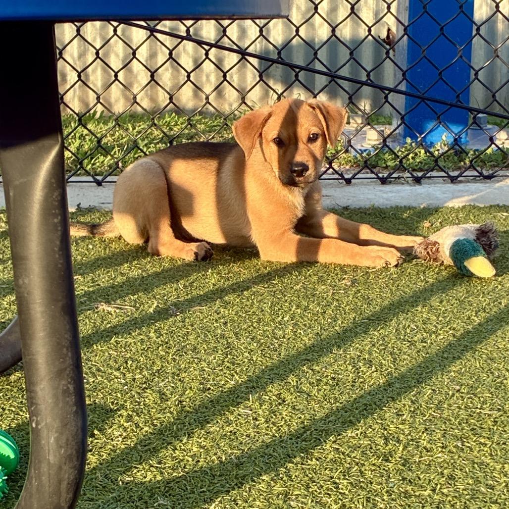 Boysenberry, a Adoptable mixed breed in Bryan, TX image 2/6