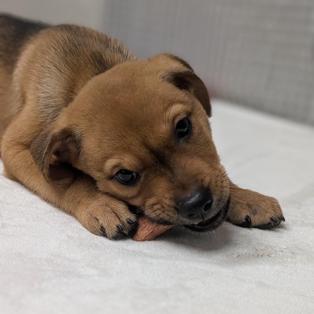 Boysenberry, Adoptable, Puppy Male Mixed Breed & Mixed Breed.