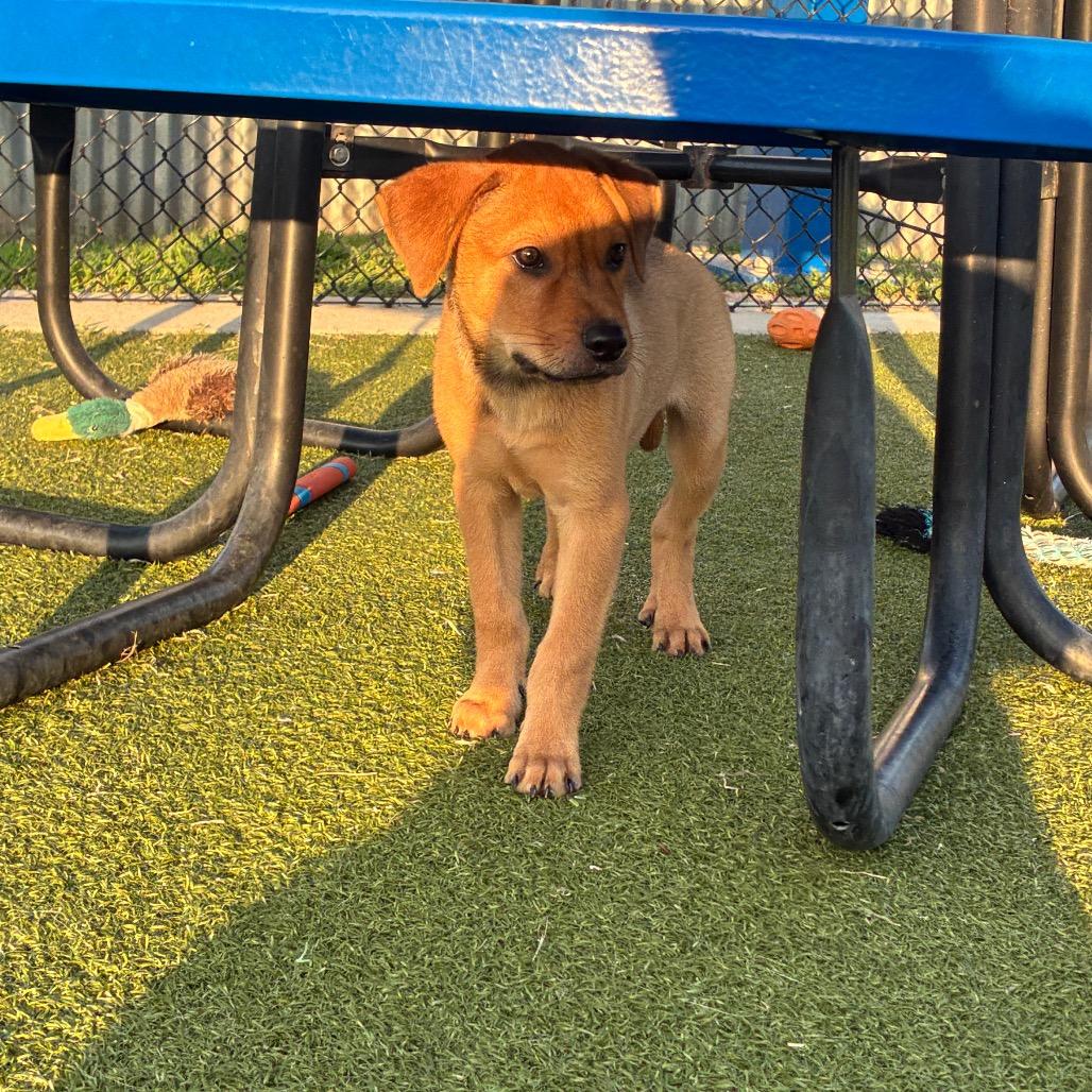 Boysenberry, a Adoptable mixed breed in Bryan, TX image 4/6