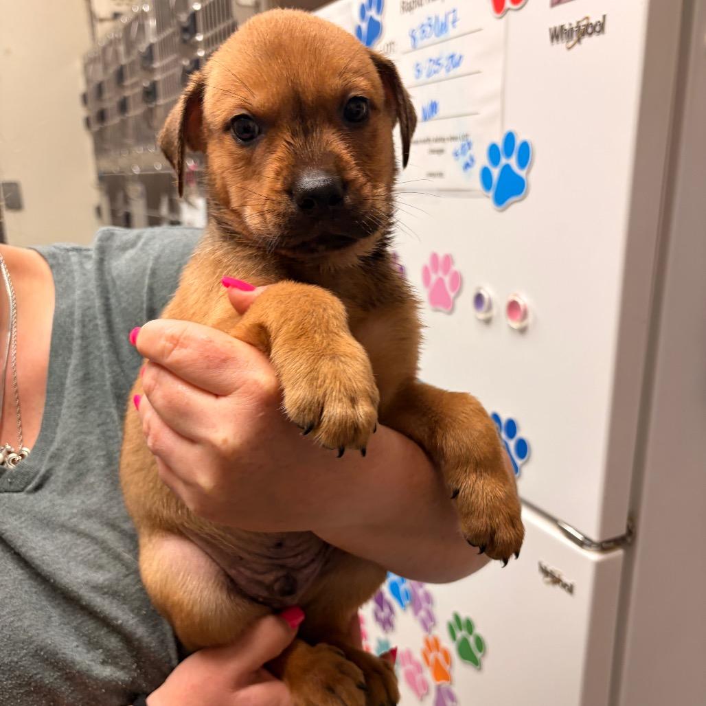 Boysenberry, a Adoptable mixed breed in Bryan, TX image 2/2