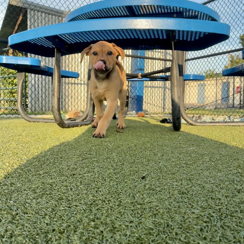 Boysenberry, a Adoptable mixed breed in Bryan, TX image 6/6