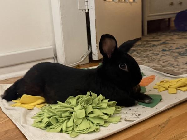 Jacques, Adoptable, Adult Male Bunny Rabbit.