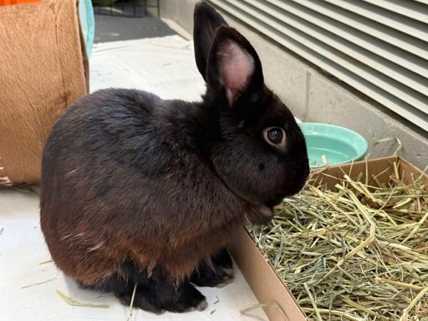 Jacques, a Adoptable mixed breed in Staten Island, NY image 2/6