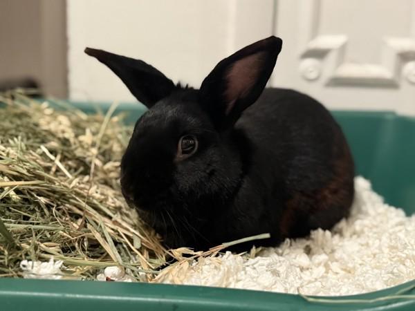 Jacques, a Adoptable mixed breed in Staten Island, NY image 4/6