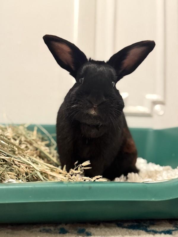 Jacques, a Adoptable mixed breed in Staten Island, NY image 5/6