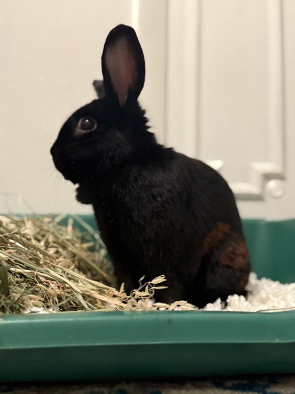 Jacques, a Adoptable mixed breed in Staten Island, NY image 6/6