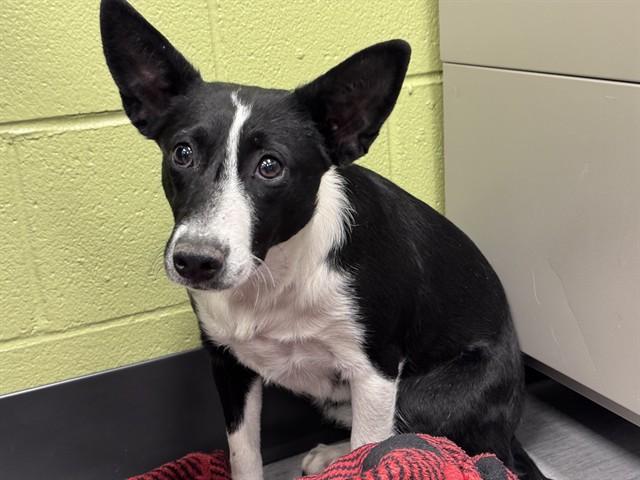 Enlarge KALANEI, a Adoptable Border Collie in Colorado Springs, CO image 1/1