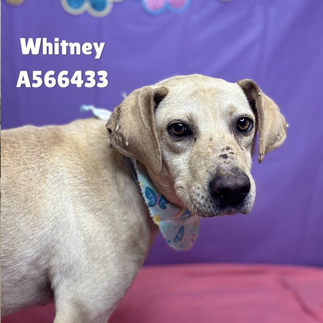 WHITNEY, Adoptable, Adult Female Labrador Retriever.