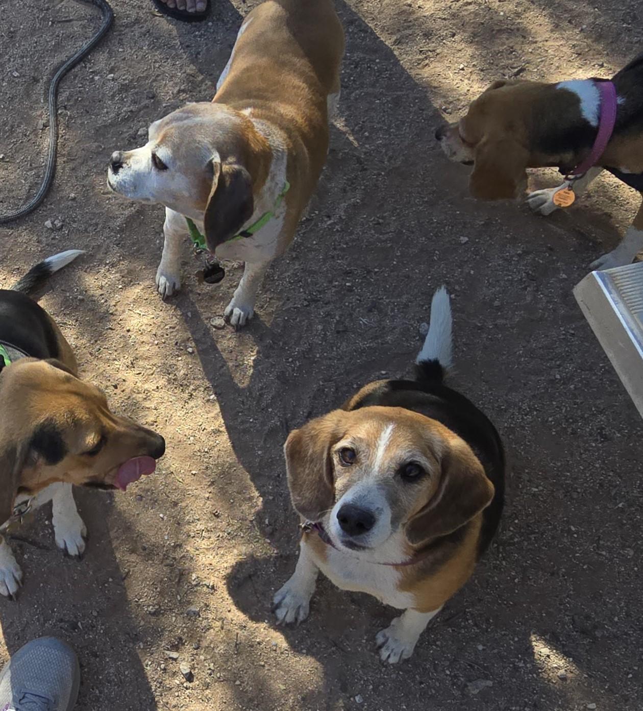 Enlarge Tika, a ADOPTABLE Beagle in Tucson, AZ image 4/4