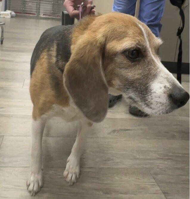Tika, ADOPTABLE, Adult Female Beagle.