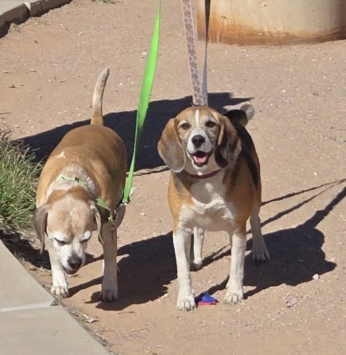 Enlarge Tika, a ADOPTABLE Beagle in Tucson, AZ image 3/4